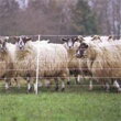 Sieć dla owiec - 50m x 85cm